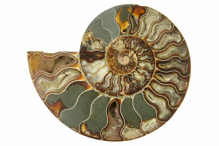 Cut & Polished Ammonite Fossil (Half) - Madagascar #317650